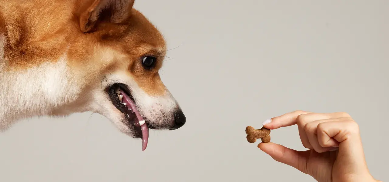 Corgi dog reaching for a bone-shaped treat held by a hand.