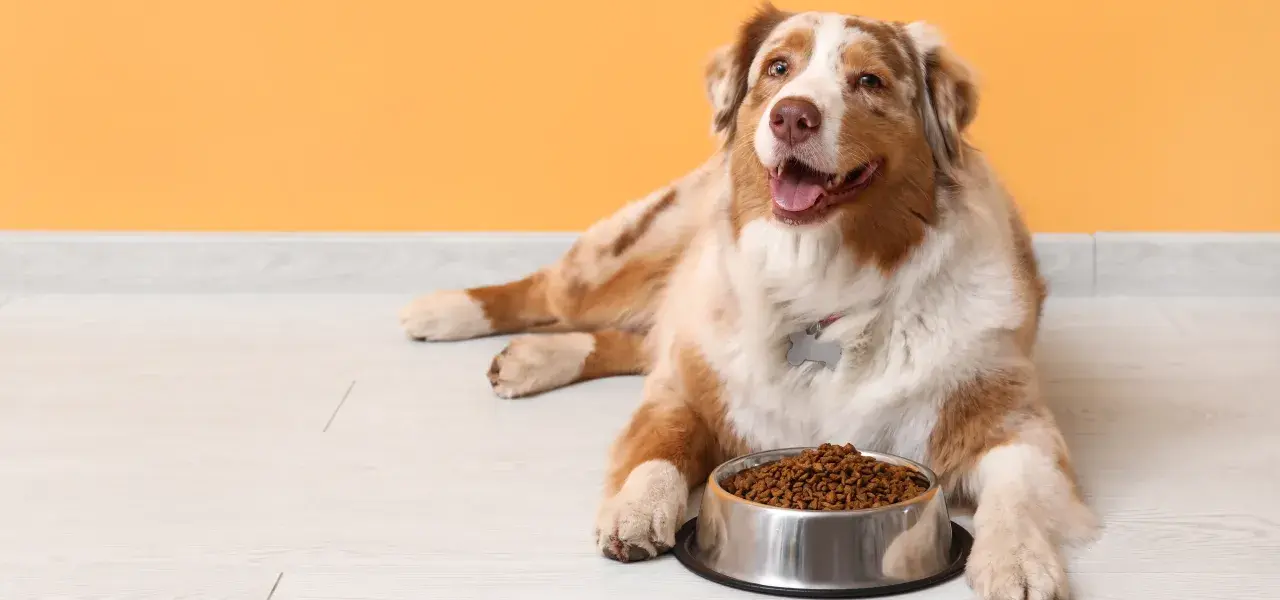 Australian Shepherd lying beside a bowl of dry dog food.